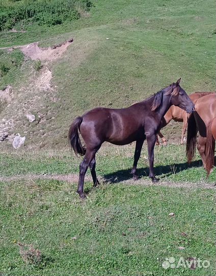 Карачаевский жеребенок