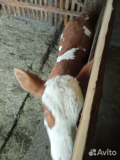 Телочки, бычки