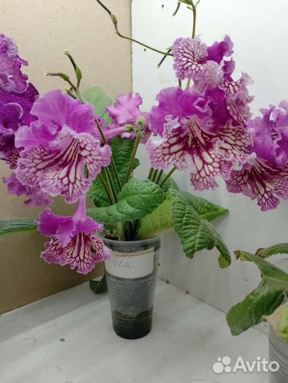 Детки сортовых стрептокарпусов