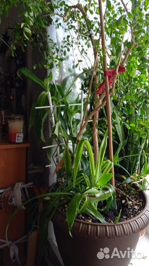 Растение золотой ус