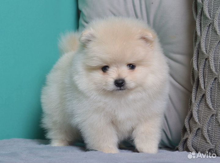 Померанский шпиц