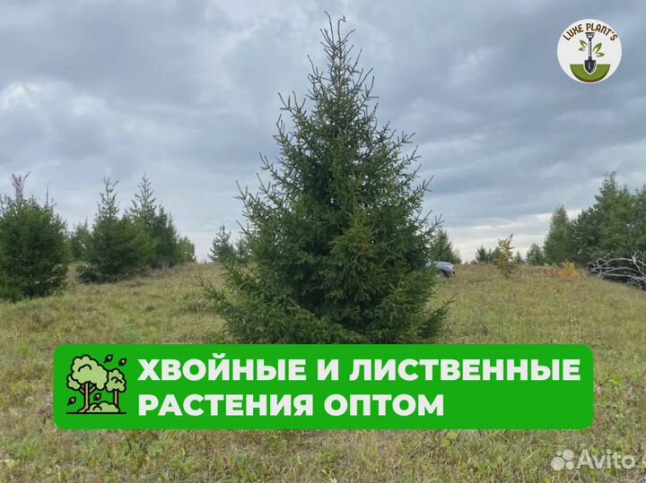 Ель обыкновенная