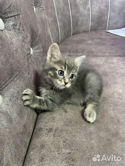 Котята в добрые руки мальчики