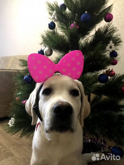 Передержка домашних животных кошек собак