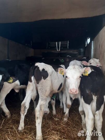 Телята бычки