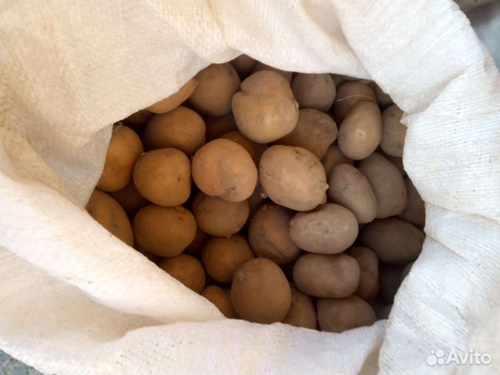 Продам, марковь и картишку