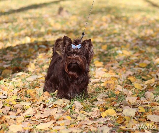 Кобель для вязки