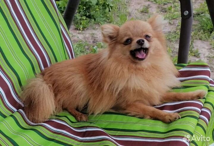 Померанский шпиц