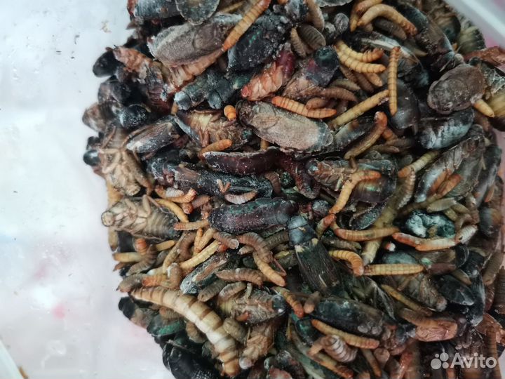 Кормовые насекомые