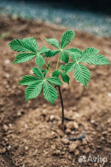 Саженцы каштана