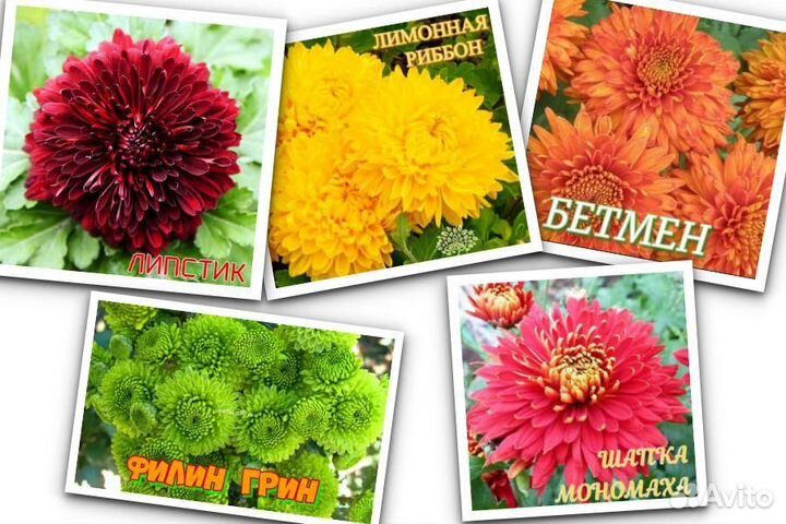 Корейская хризантема