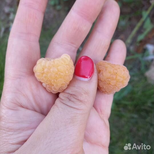 Малина желтая саженцы