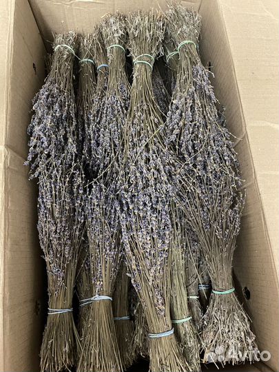 Лаванда сухоцвет