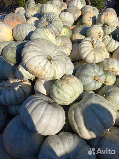 Тыква сладкая