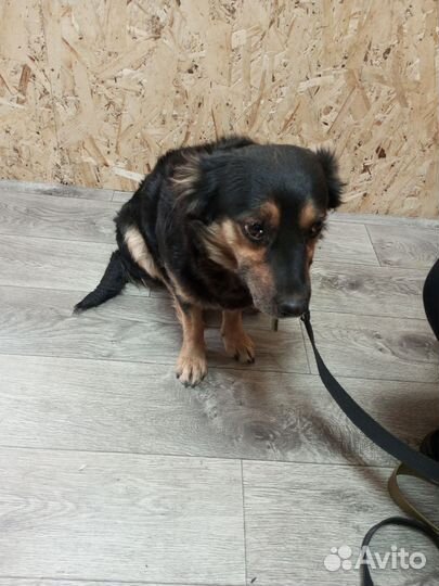 Собака в добрые руки