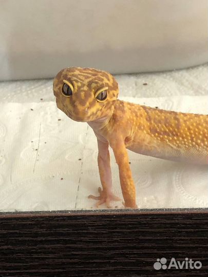 Эублефары (гекконы)