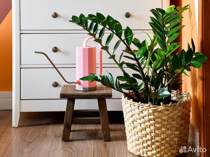 Замиокулькас комнатное растение, высота 50см