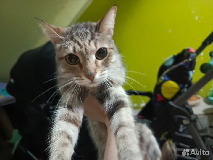 Кошка Ласка Спасите