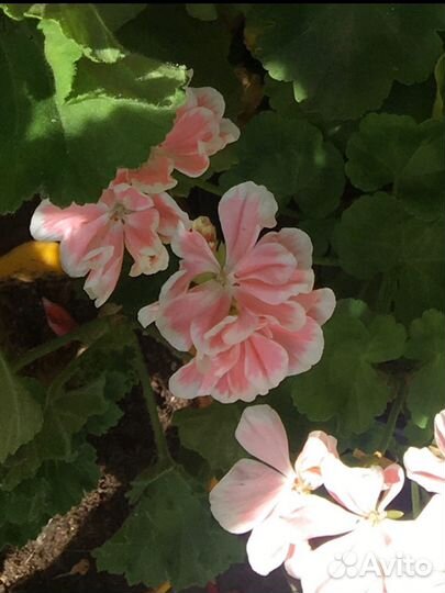 Пеларгония мини герань