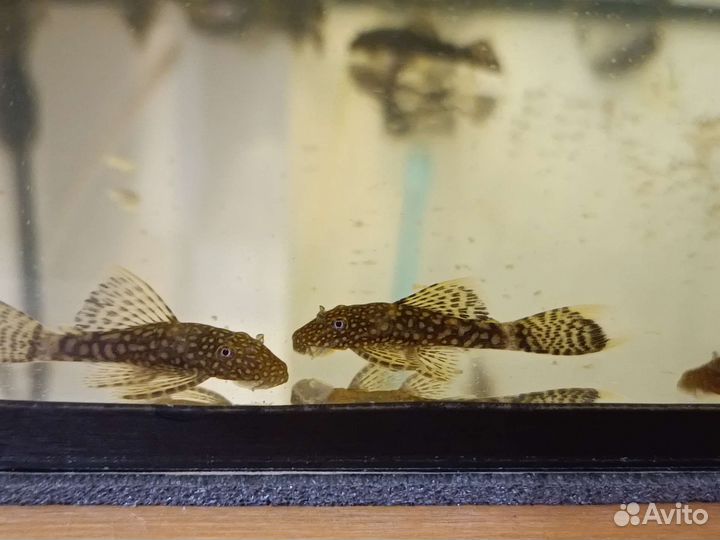 Анциструс сомик 4 мес