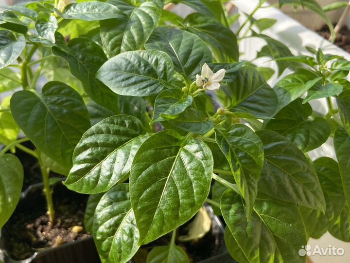 Перец комнатный (декоративный)