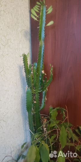 Молочай Кактус