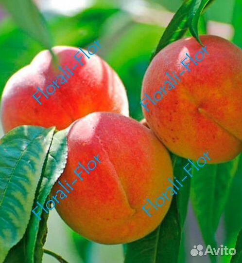 Персик Кардинал