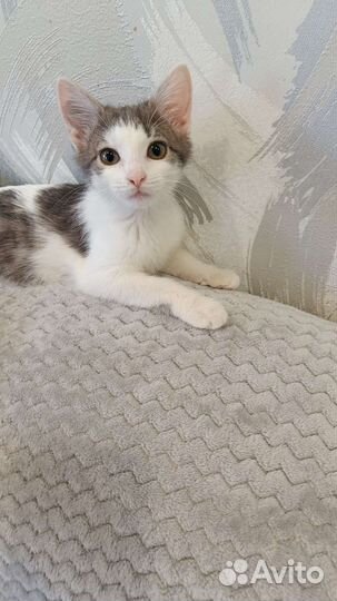 Котенок(девочка)
