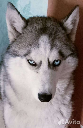 Сибирский хаски