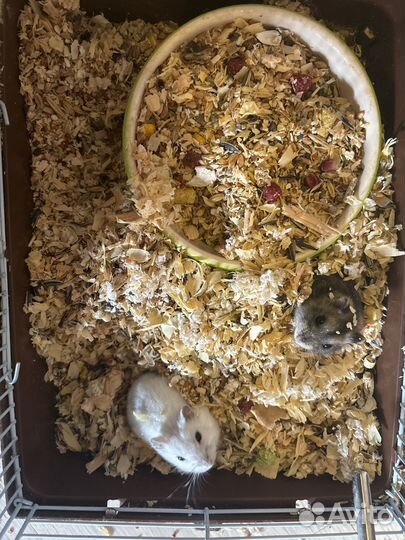 Два хомяка с клеткой