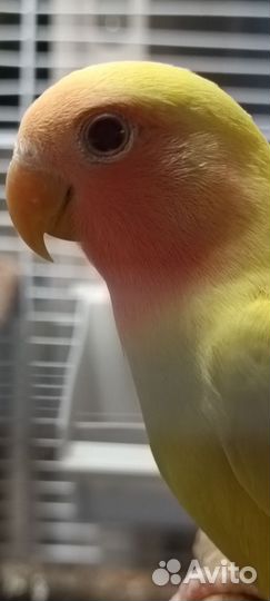 Попугай неразлучник