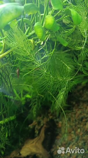Аквариумные растения отдам за фрукты