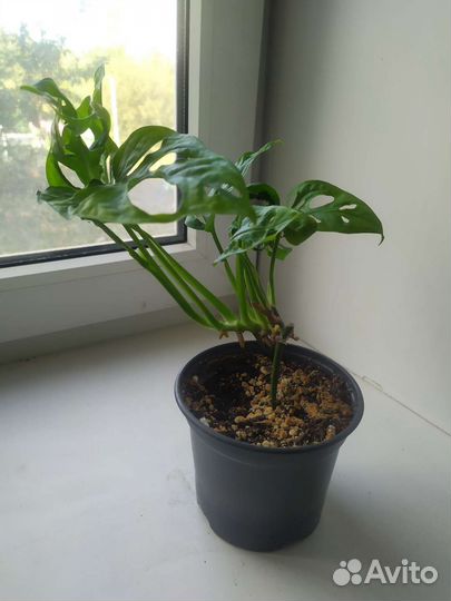 Монстера манки