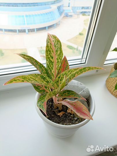 Аглаонема пинк престиж