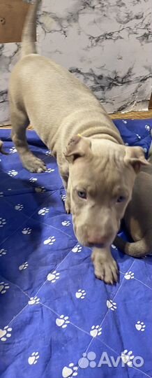 Щенки прайтера