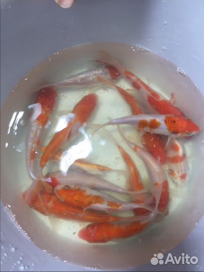 Прудовые карпы и кометы, прудовое оборудование