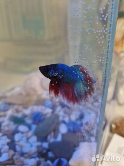 Рыбка петушок