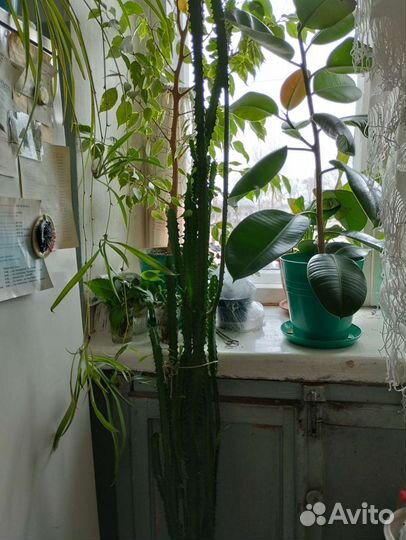 Молочай трехгранный