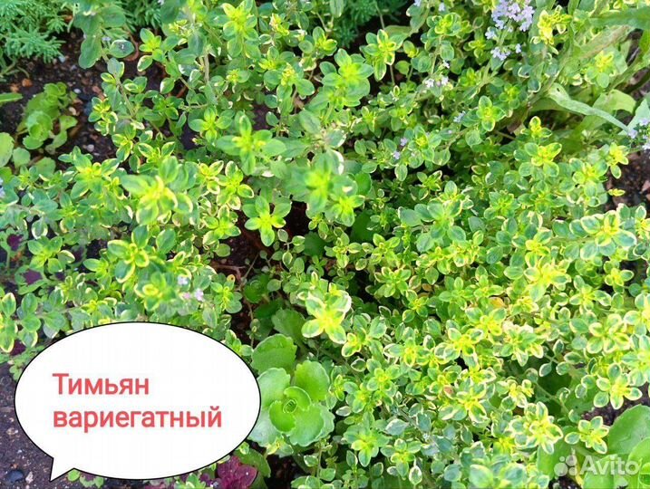 Садовые многолетние растения