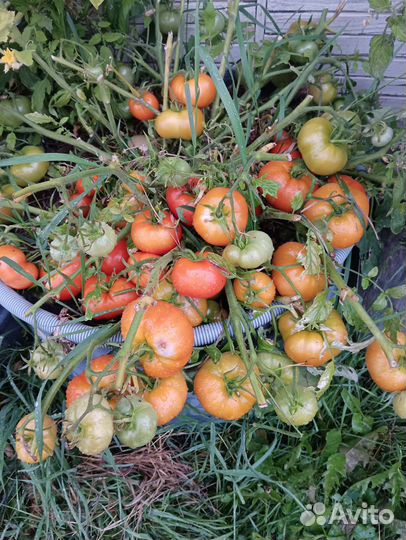 Томат Монгольский карлик