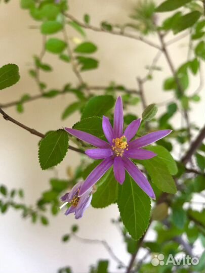 Дипладения, гревия