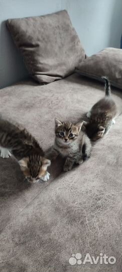 Котята в любящие руки