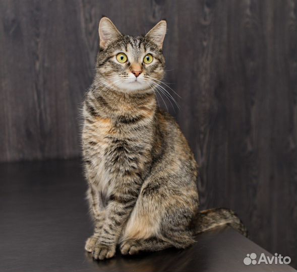 Кошка, трехцветная
