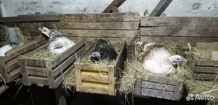 Индюшата домашние