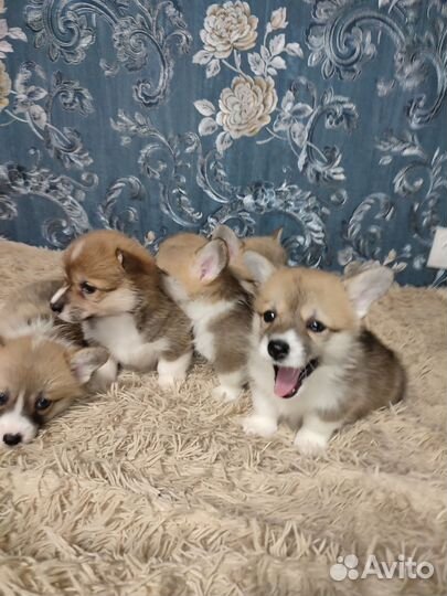 Вельш-корги пемброк