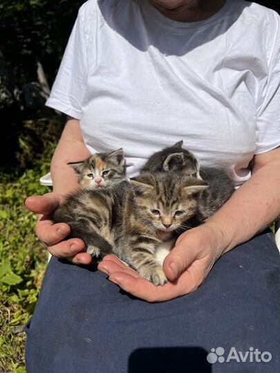 Кошки в добрые руки