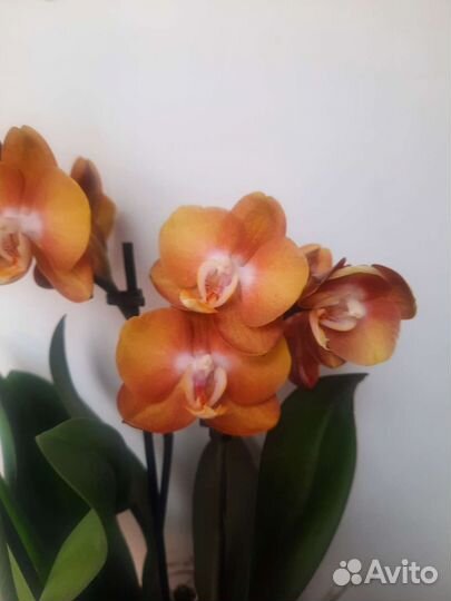 Орхидея Фаленопсис Лас-Вегас