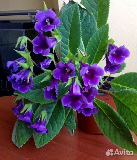 Глоксиния тидея фиолетовая