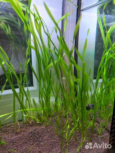 Валиснерия спираливидная