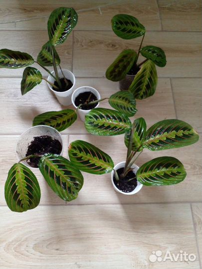 Маранта триколор